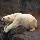 Eisbär im Zoo Hannover