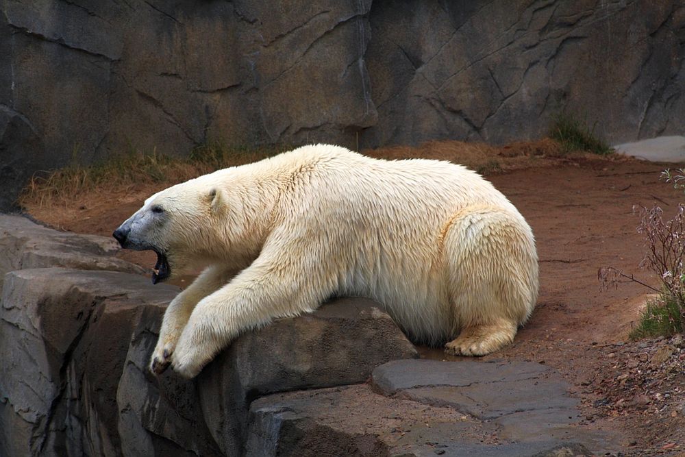 Eisbär im Zoo Hannover