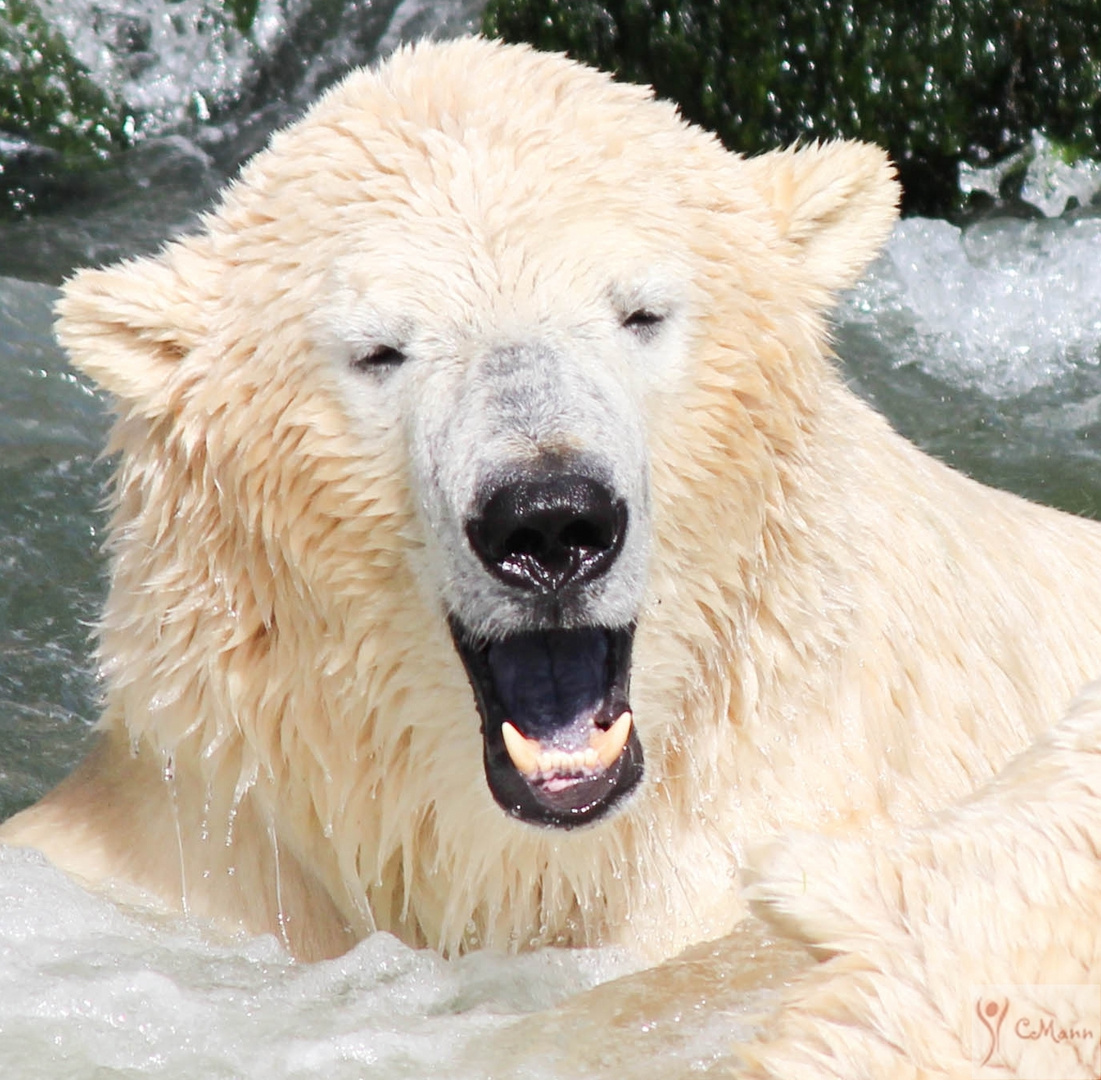 Eisbär im Zoo Hannover