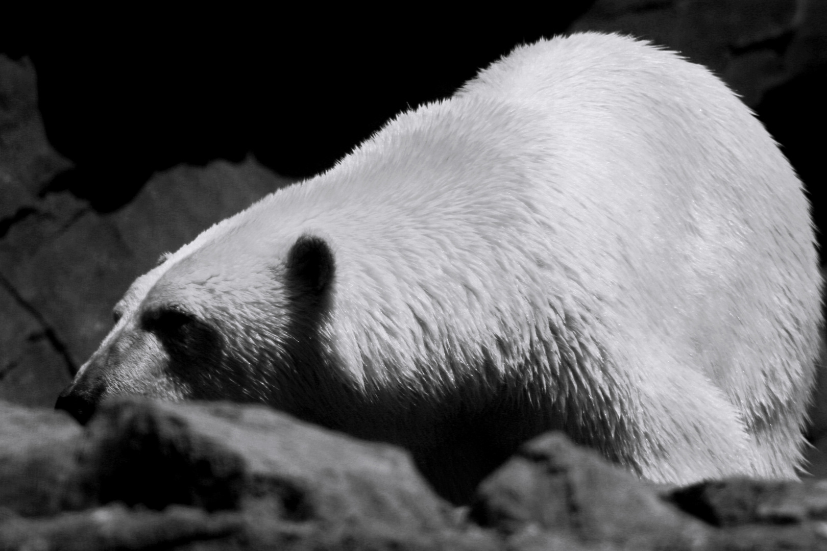 Eisbär im Zoo Hannover