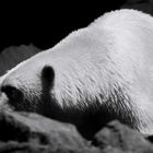 Eisbär im Zoo Hannover