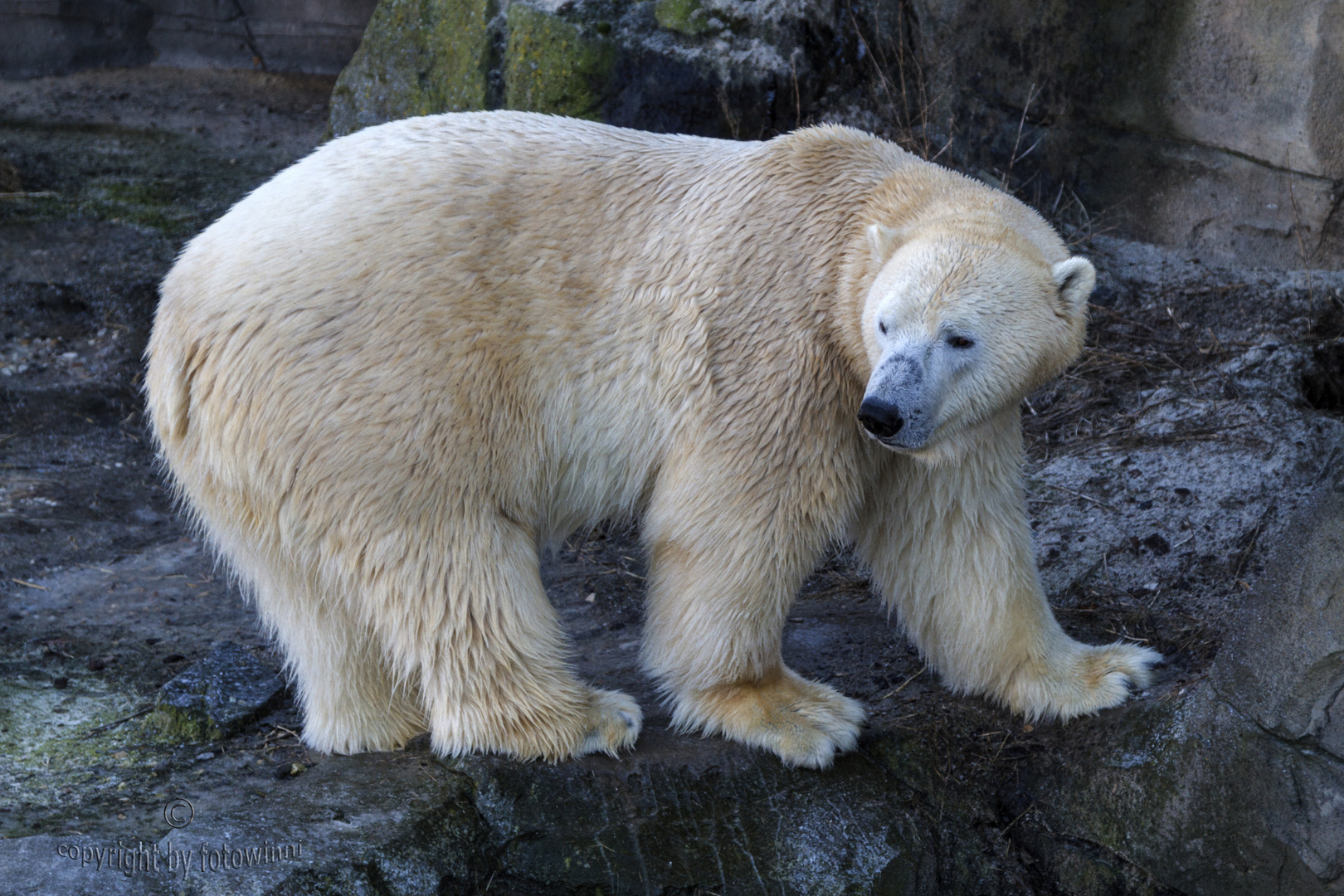 Eisbär (im Zoo Hannover)