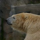 Eisbär im Zoo Hannover