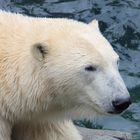 Eisbär im Zoo Hannover