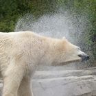 Eisbär im Zoo Hannover