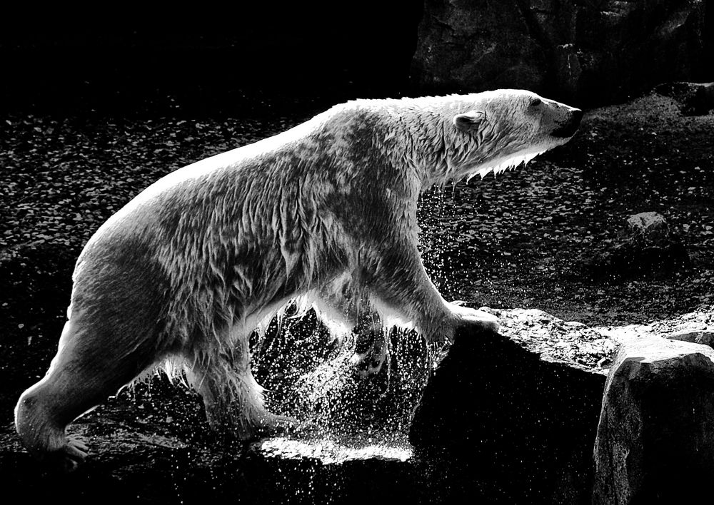 eisbär im zoo hannover ...