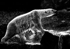 eisbär im zoo hannover ...