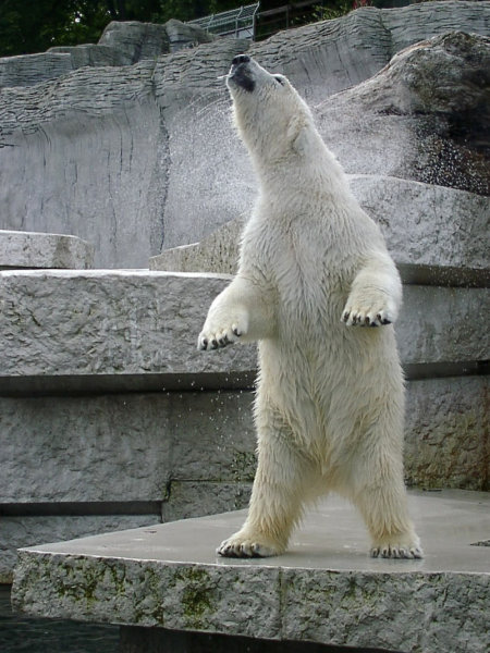 Eisbär im Zoo Karlsruhe