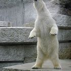 Eisbär im Zoo Karlsruhe