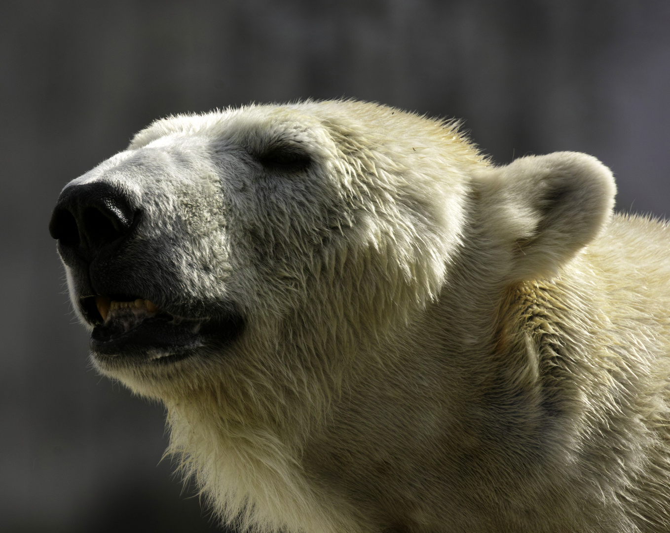 Eisbär im Zoo Karlsruhe