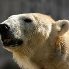 Eisbär im Zoo Karlsruhe