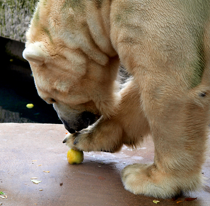 Eisbär im Zoo Karlsruhe