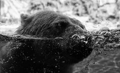 eisbär im zoo rostock ..