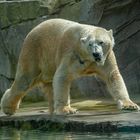 Eisbär im Zoo von Amnéville / F
