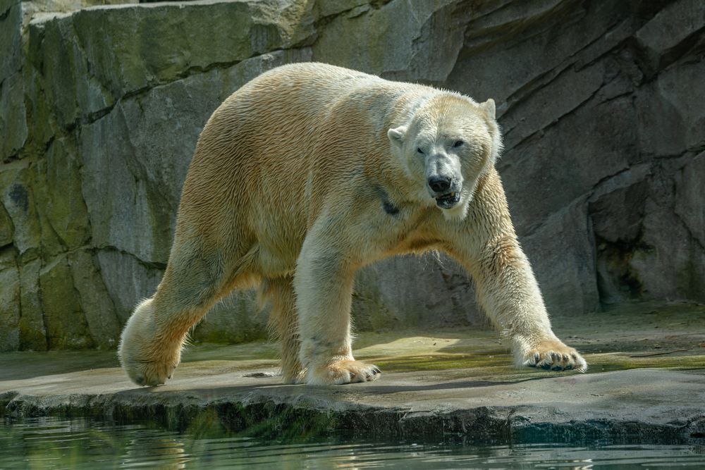 Eisbär im Zoo von Amnéville / F