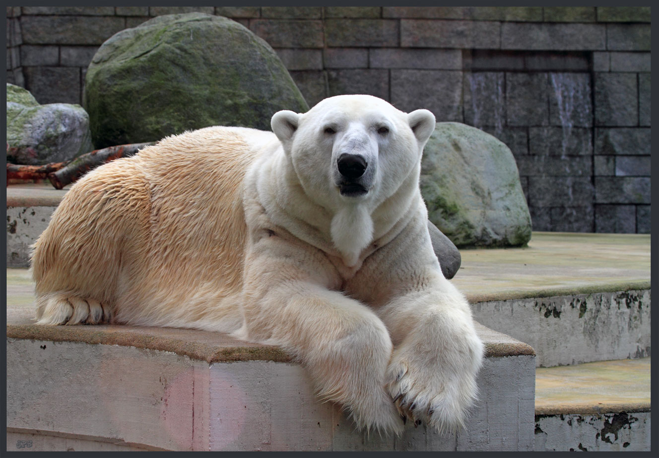 Eisbär im Zoo Wuppertal