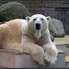 Eisbär im Zoo Wuppertal