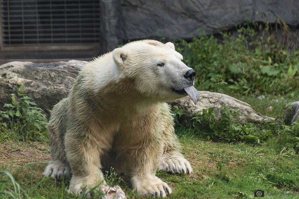 Eisbär im ZOOM Zoo