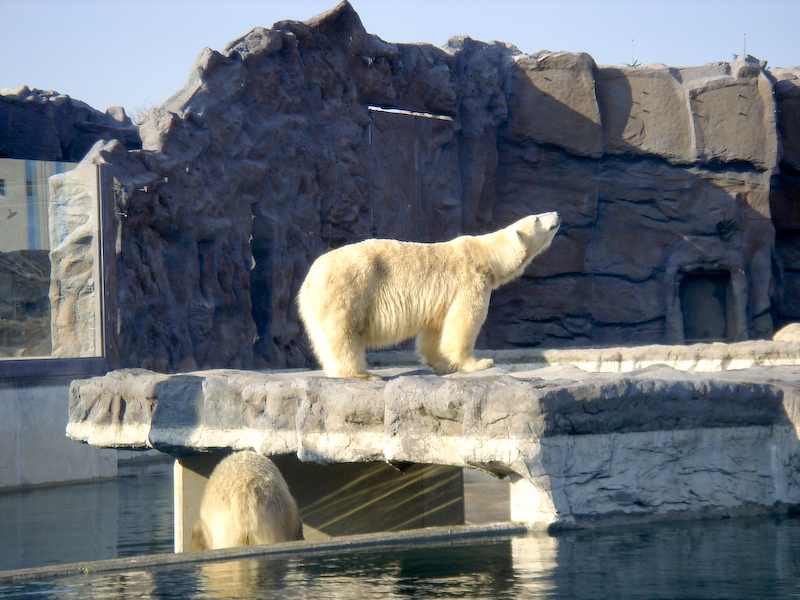 Eisbär im Zoom - Zoo