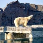 Eisbär im Zoom - Zoo