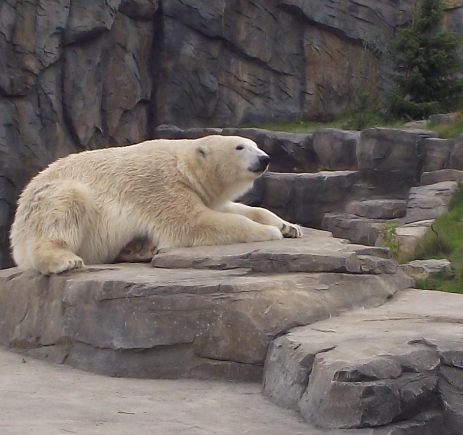 Eisbär in Beobachtung, aber wen oder was ?