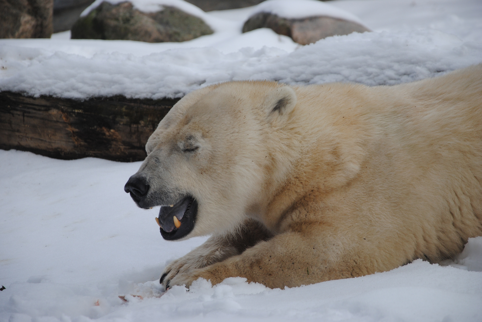 Eisbär in der Alaska Zoomworld