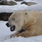Eisbär in der Alaska Zoomworld