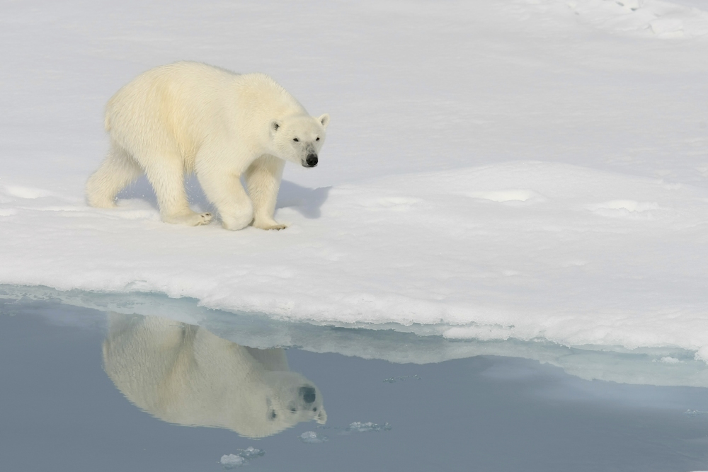 Eisbär in der Arktis