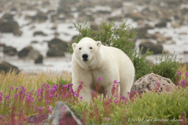 Eisbär in der arktischen Tundra