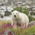 Eisbär in der arktischen Tundra