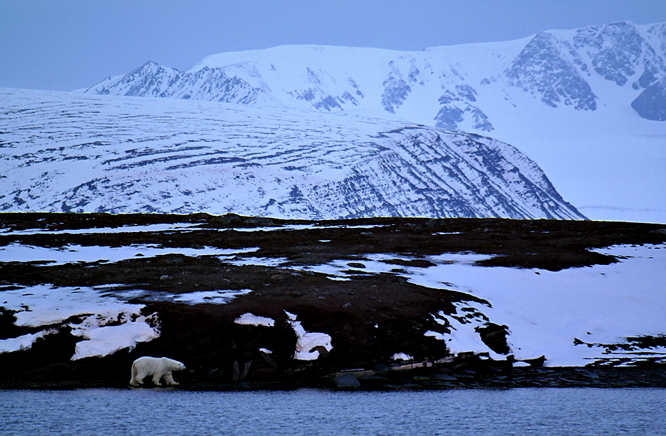 Eisbär in der Morgendämmerung auf Spitzbergen