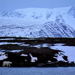 Eisbär in der Morgendämmerung auf Spitzbergen