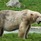 Eisbär in der Natur