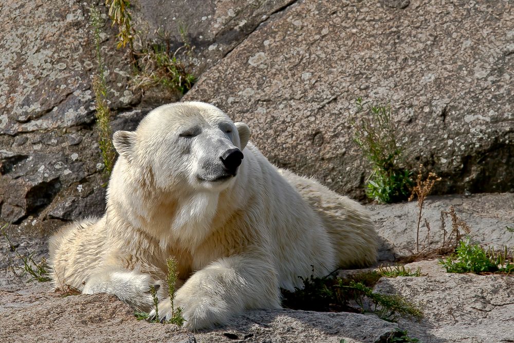 Eisbär in der Sonne