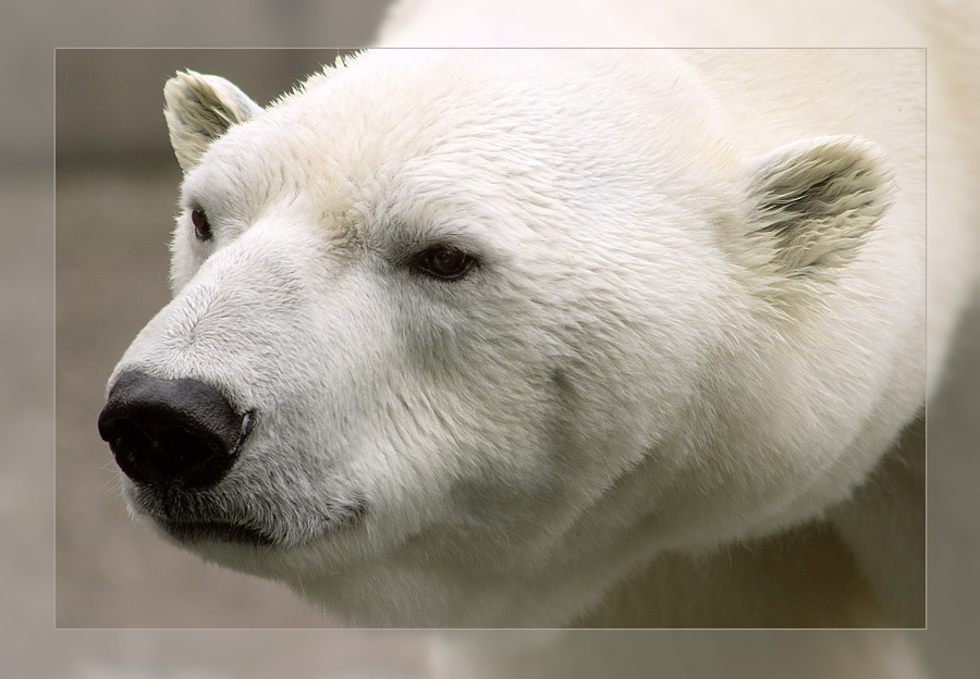 Eisbär in der Wilhelma