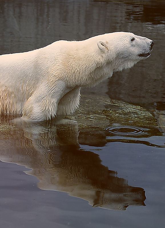 Eisbär in der Wilhelma Stuttgart