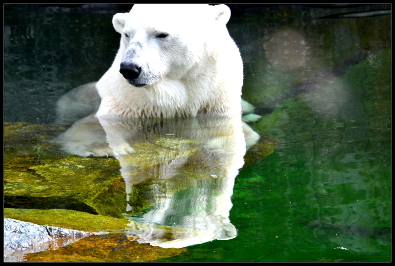 Eisbär in der Wilhelma Stuttgart