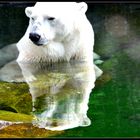 Eisbär in der Wilhelma Stuttgart