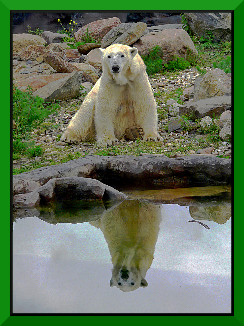 Eisbär in der Zoom-Erlebniswelt Gelsenkirchen