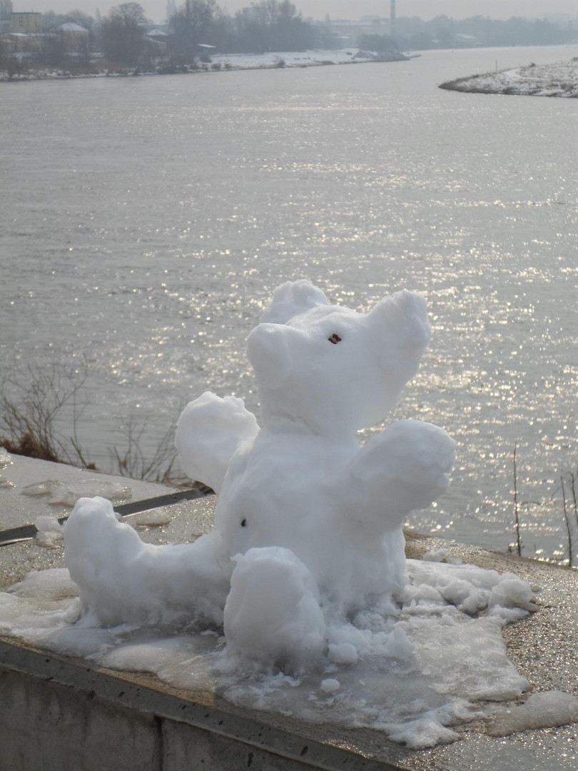 Eisbär in Dresden - Pieschen gesichtet ...