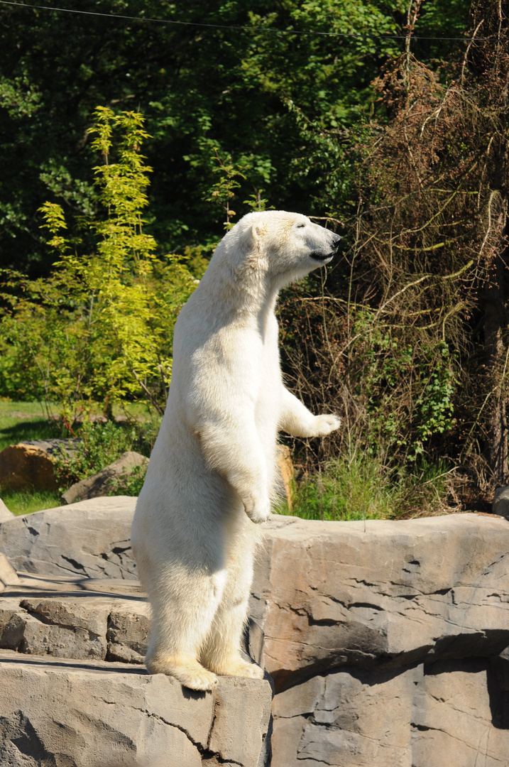 Eisbär in imposanter Position