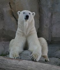 Eisbär in Matchopose