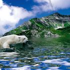 Eisbär in Österreich...