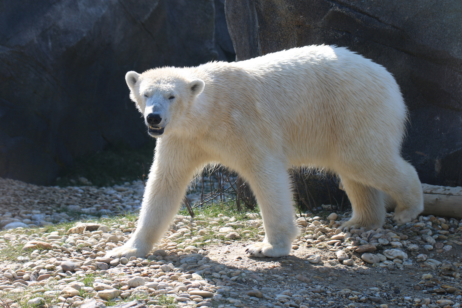 Eisbär in Schönbrunn