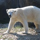 Eisbär in Schönbrunn