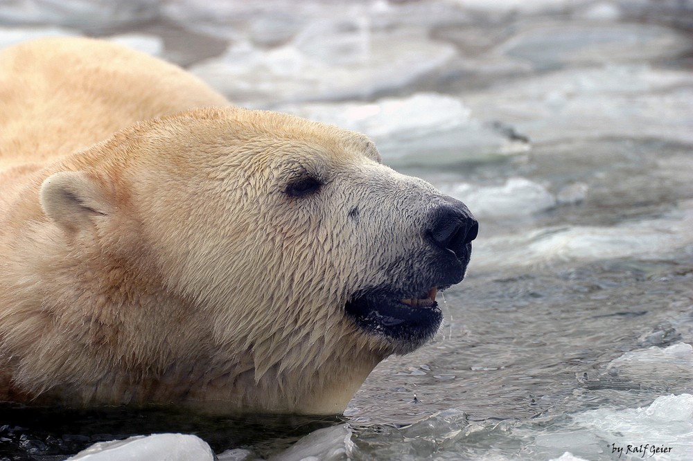 Eisbär in seienem Element