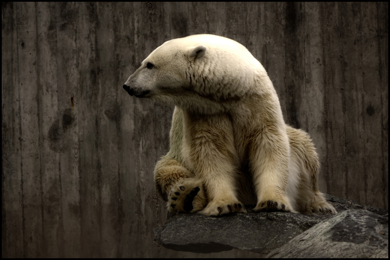 Eisbär in Wilhelma, Stuttgart