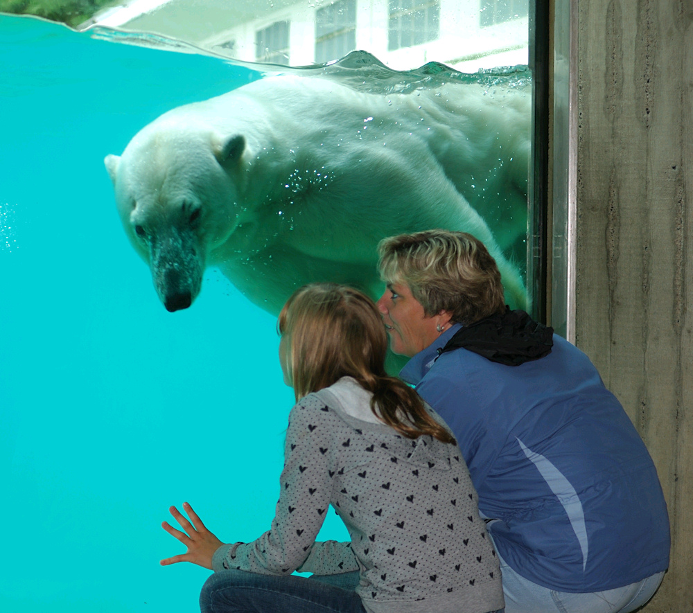 Eisbär in Wuppertal