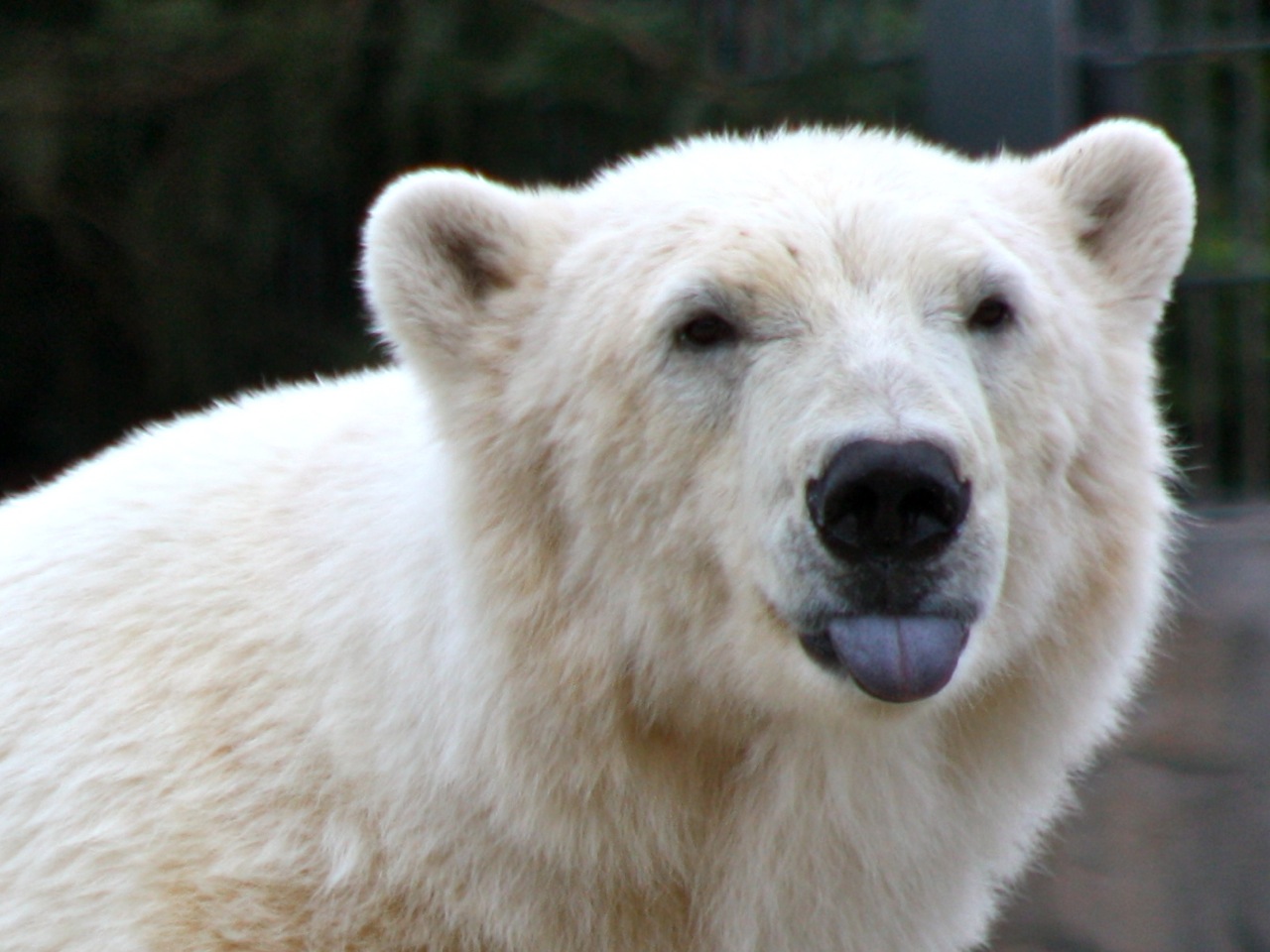 Eisbär in Yukon Bay / zoo Hannover