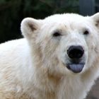 Eisbär in Yukon Bay / zoo Hannover